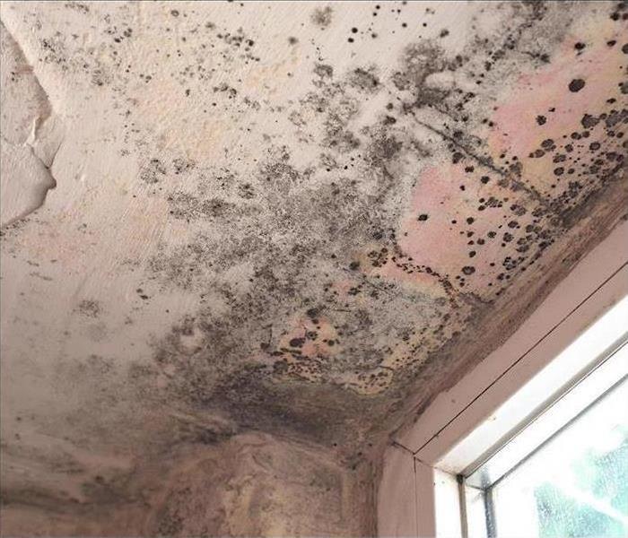 mold stains on ceiling and wall