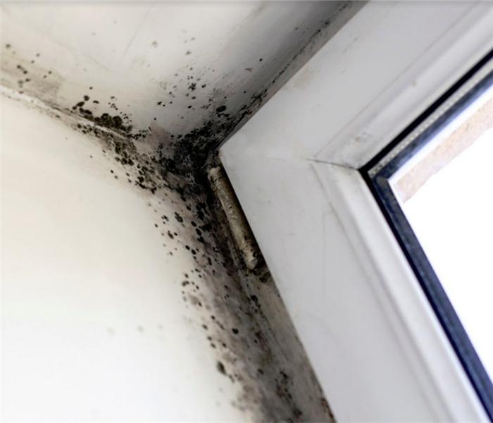 mold growing in the corner of a room near a window