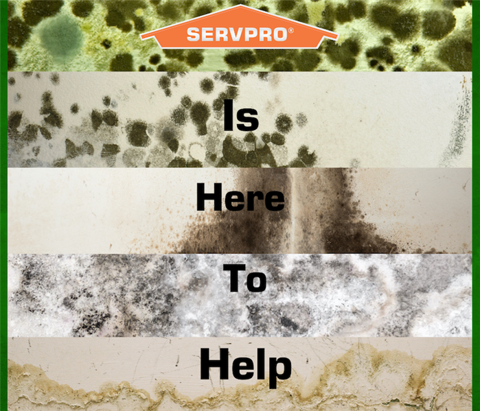 "SERVPRO is here to help" over mold